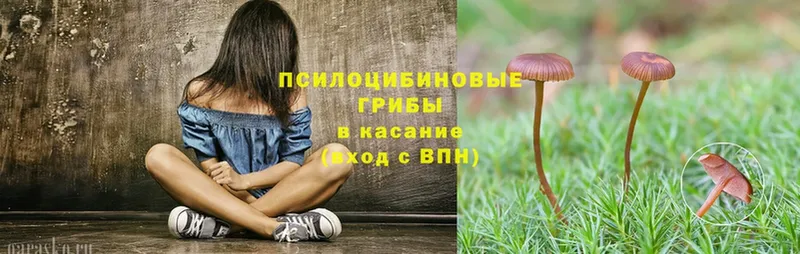 купить наркотик  Анива  Псилоцибиновые грибы Psilocybe 